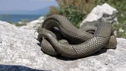 La beauté sauvage des Balkans