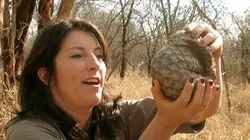 Visuel de La belle et les bêtes