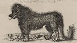La bête du Gévaudan, autopsie d'un mythe