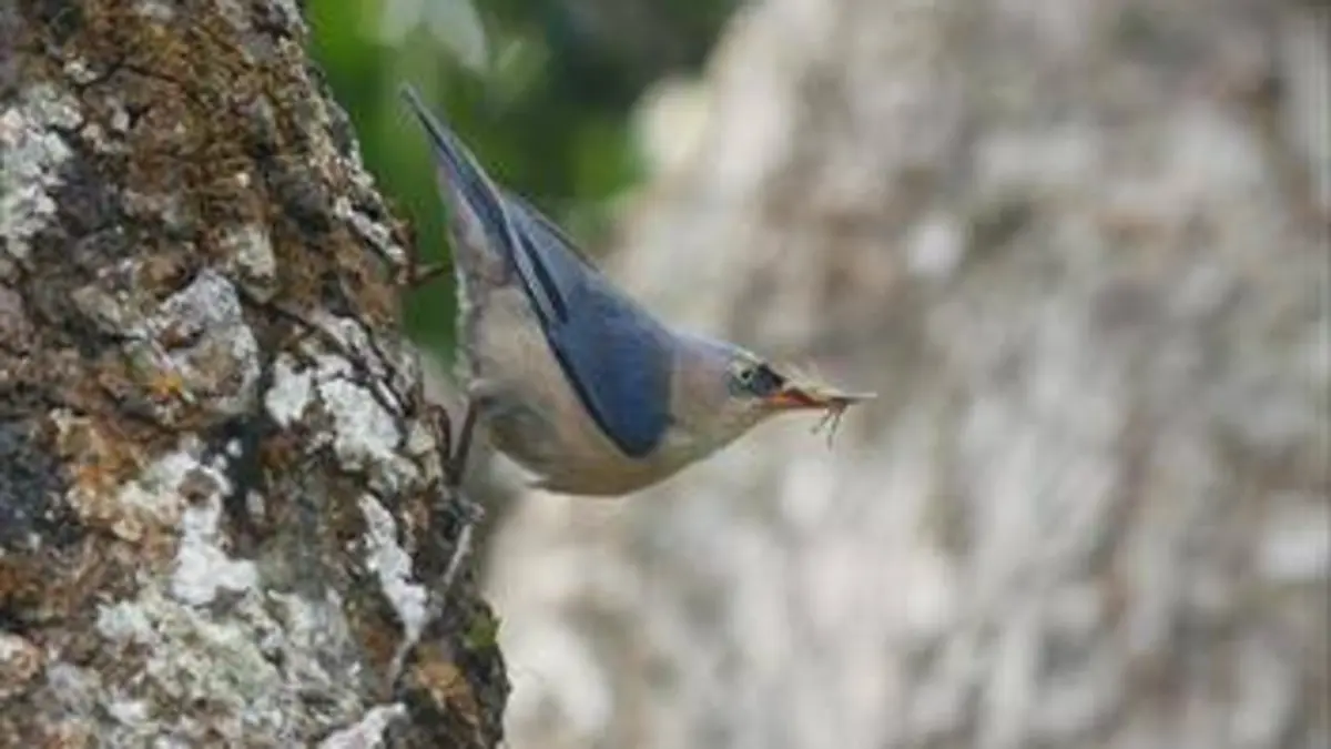 La biodiversité du bassin du Mékong E01 Aux sources du Mékong