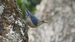 Sur Animaux à 20h35 : La biodiversité du bassin du Mékong