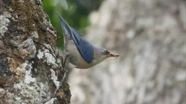 Aux sources du Mékong
