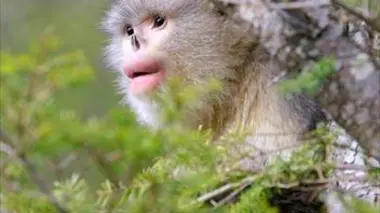 Le Laos, écrin sauvage