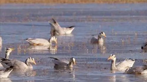La biodiversité du bassin du Mékong E03 Le triangle d'or