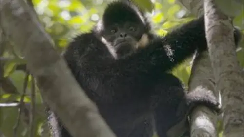 La biodiversité du bassin du Mékong E07 Cambodge, refuges secrets