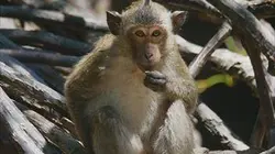 Visuel de La biodiversité du bassin du Mékong