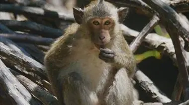 Vietnam, Le Delta du Mekong