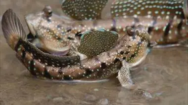 Vietnam, l'ultime destination