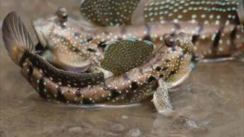 La biodiversité du bassin du Mékong