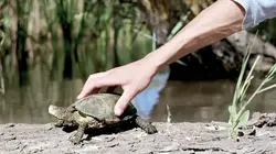 La Camargue : sauvage et fragile