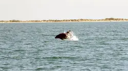 La Camargue : sauvage et fragile