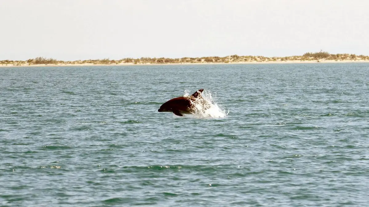 La Camargue : sauvage et fragile