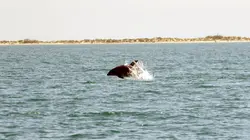 La Camargue : sauvage et fragile