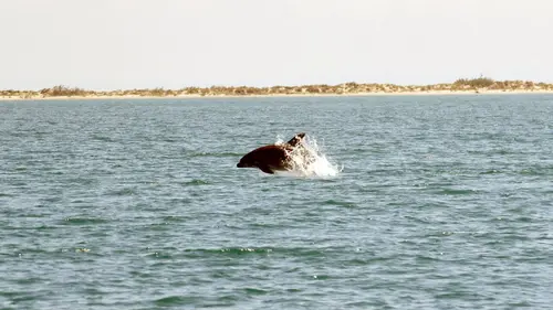 La Camargue : sauvage et fragile