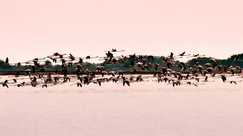 La Camargue : sauvage et fragile Le royaume de l'eau douce