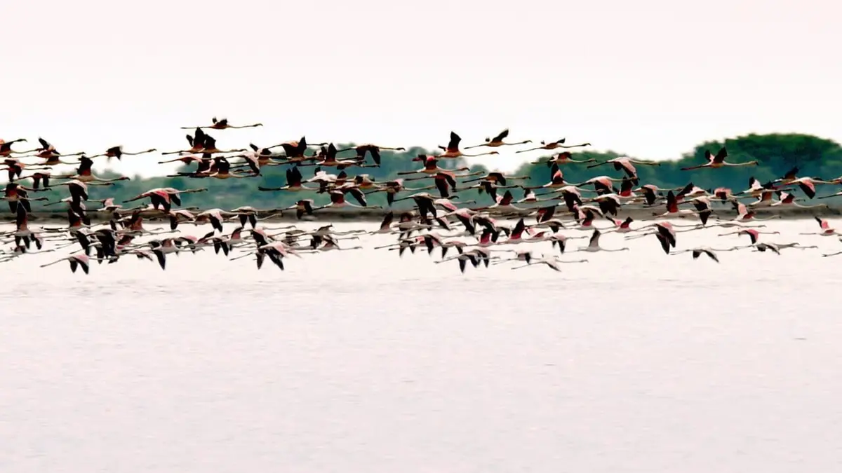 La Camargue : sauvage et fragile Entre sel et mer