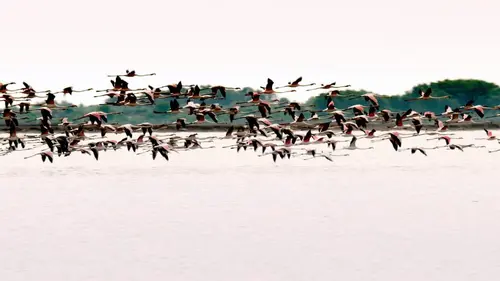 La Camargue : sauvage et fragile Entre sel et mer