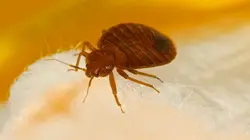 La chasse aux punaises de lit