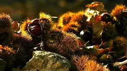 La châtaigne, une manne en Corse