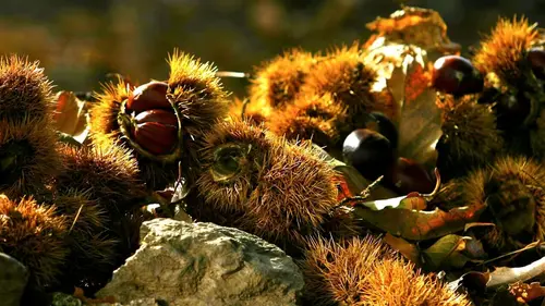 La châtaigne, une manne en Corse