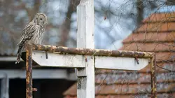 La chouette de l'Oural, reine de la nuit