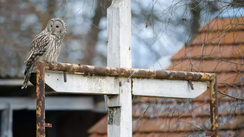 La chouette de l'Oural, reine de la nuit