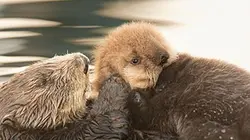 Sur Ushuaïa TV à 20h40 : La cinq cent unième loutre