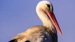 La cité des cigognes