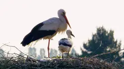 La cité des cigognes