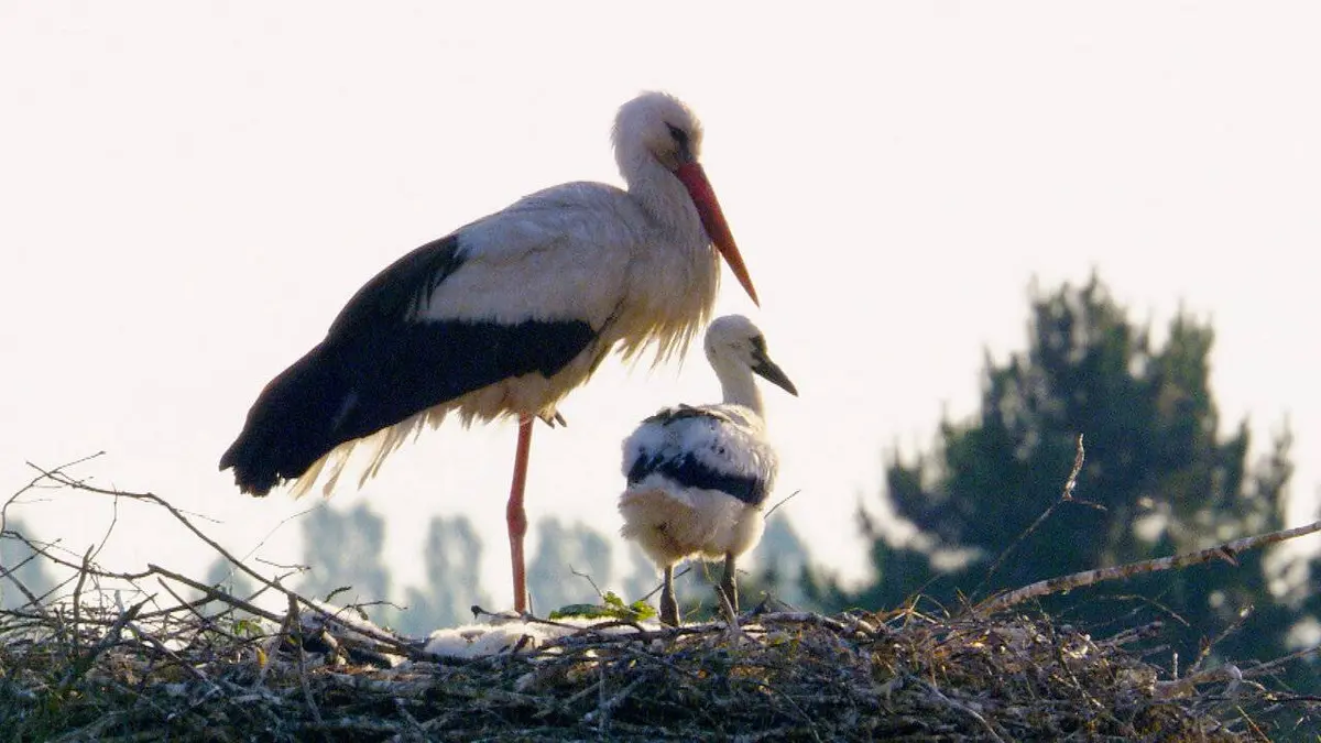 La cité des cigognes