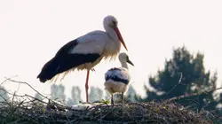 La cité des cigognes