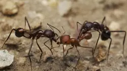 Visuel de La cité des fourmis