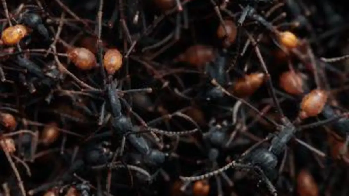 La cité des fourmis