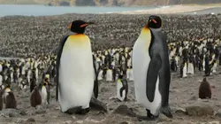 La cité des manchots