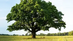 La civilisation des arbres La cuisine de Laurie