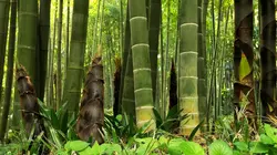 La civilisation des arbres