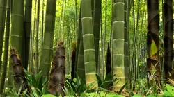 La civilisation des arbres