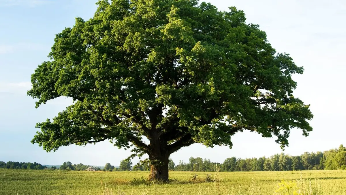 La civilisation des arbres