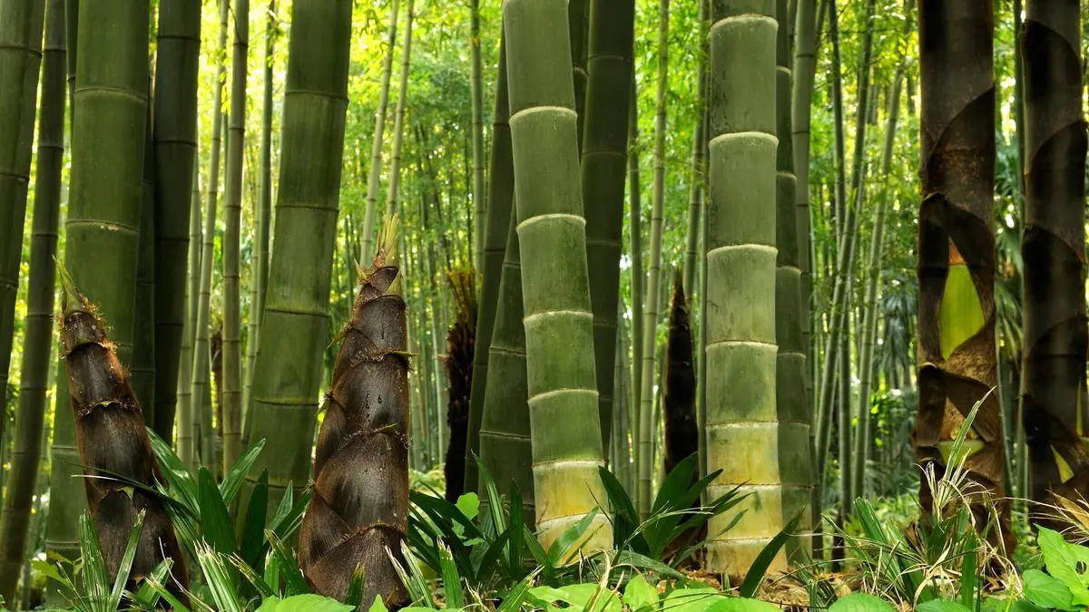 Visuel de La civilisation des arbres Bambou, le végétal du futur