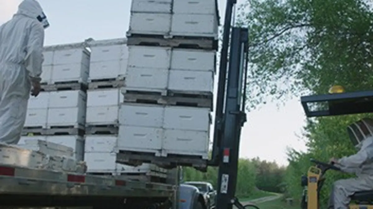 La classe ouvrière Les abeilles voyagent