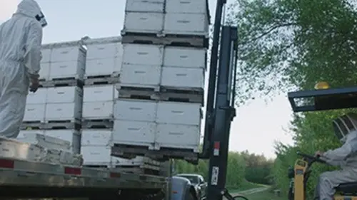 La classe ouvrière Les abeilles voyagent