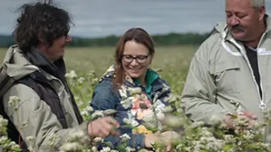 La miellée de sarrasin