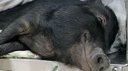 Visuel de La clinique des animaux exotiques