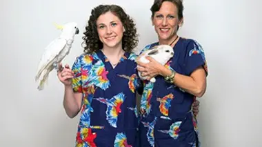 Lapin, marmouset et kinkajou