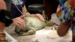 Visuel de La clinique des animaux exotiques