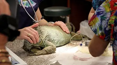 Caméléon, fennec et amazone