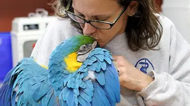 Ara, lémurien et tortue russe