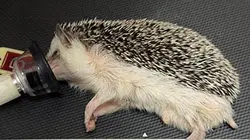 Visuel de La clinique des animaux exotiques