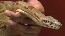 Visuel de La clinique des animaux exotiques