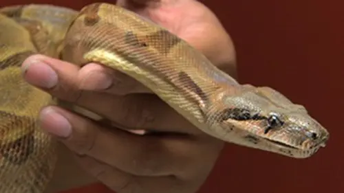 La clinique des animaux exotiques S02E00 Saphir le boa